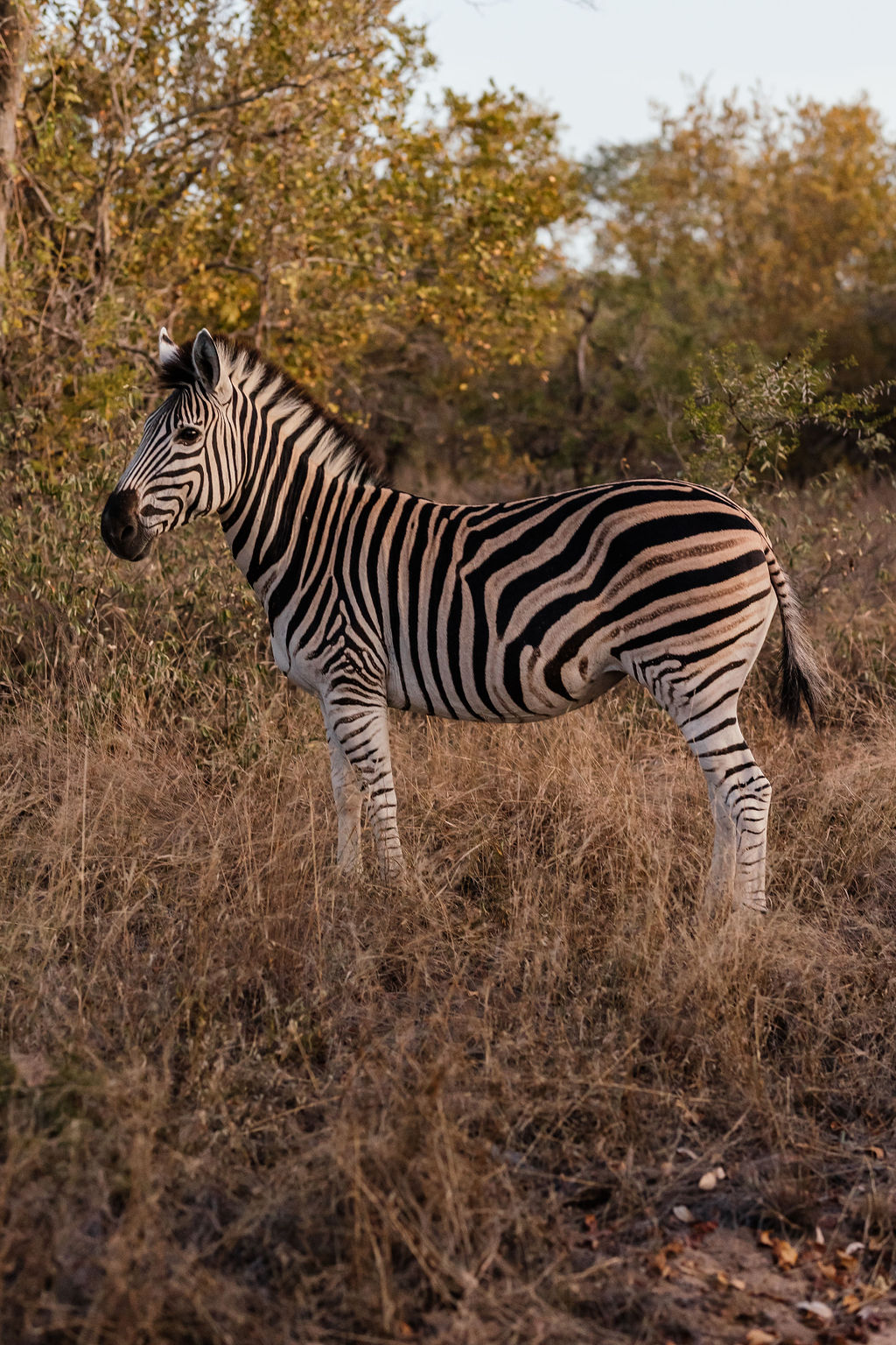 Cidade do Cabo e savana
