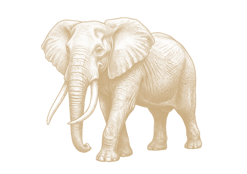 Elefante
